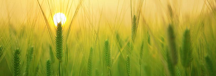 El trigo blando y la cebada